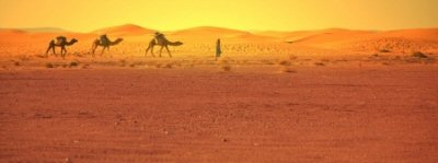 Three camels being led across the Sahara Desert.
